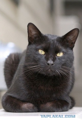 Котовторник  14.08.2012.