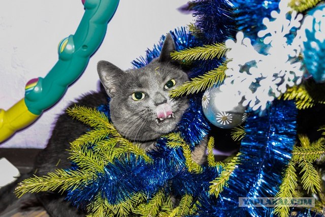 Котовторник 29.01.2013