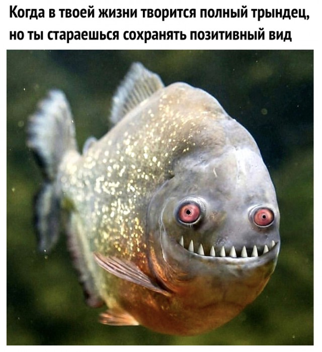 Счастье-то какое