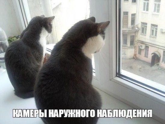 Забавные фото котеек