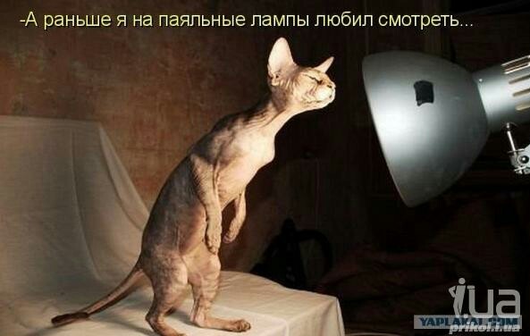 Котофотки с описанием