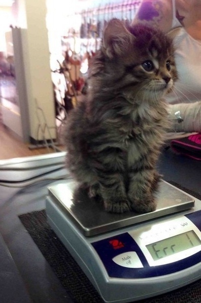 Котофеев пост