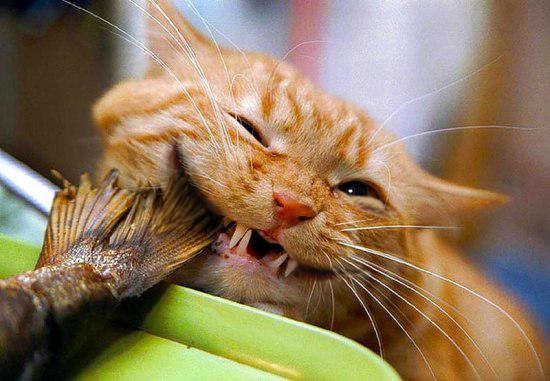 Фотожаба: Пятница у кота