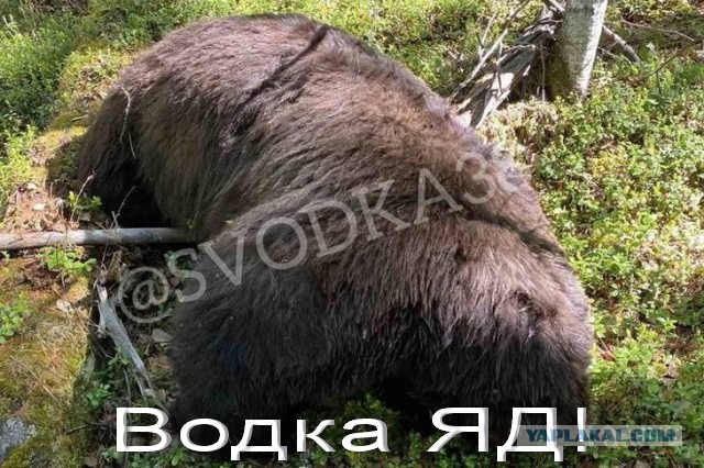 В Тулунском районе раненый медведь насмерть задрал выстрелившего в него охотника