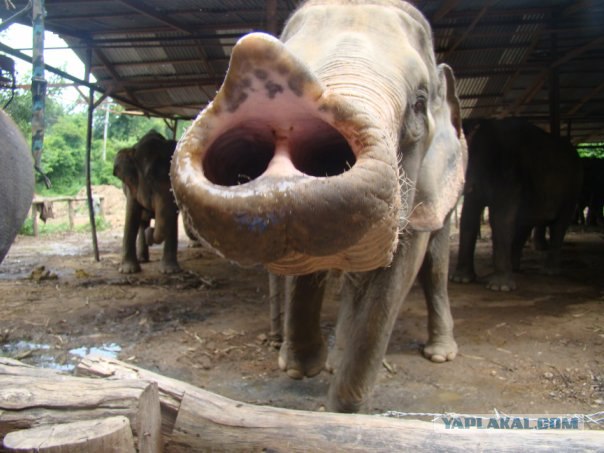Такой разный остров Самуи