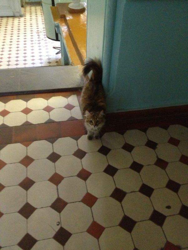Котовторник 16.04.2013