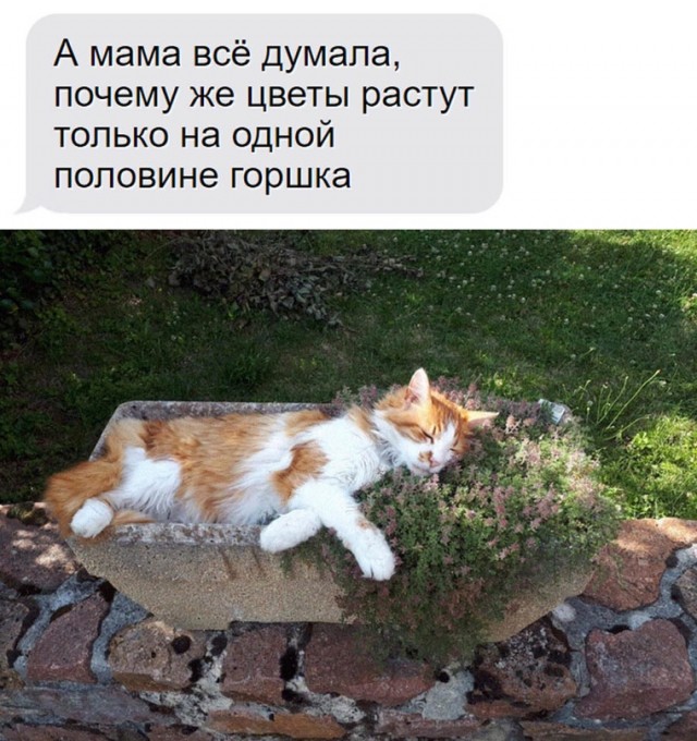 Жизнь домашнего приюта "Котоленд" 427