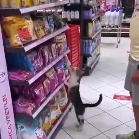 Уличный котик каждый день просит кого-то купить ему корм