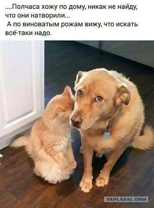 Завалялось тут случайно немного забавных картинок