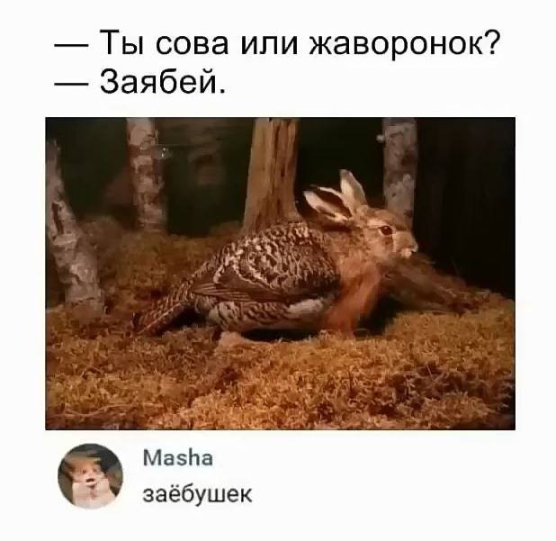 Так себе картинки 11.01.25