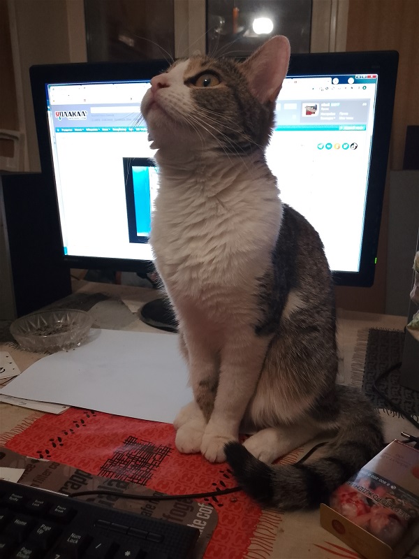К котовторнику