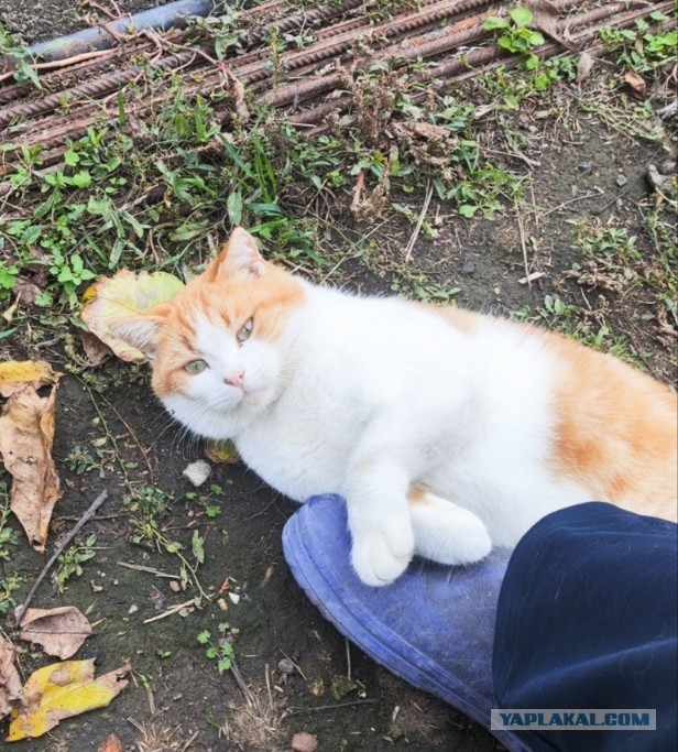 Котовторник наступил