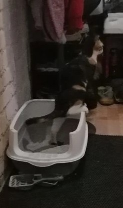 Котовторник же!