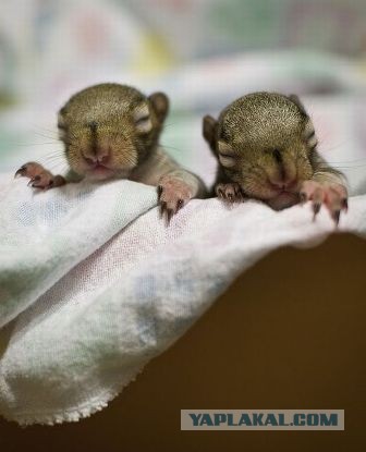 Сходили на пикник а там секАс кругом