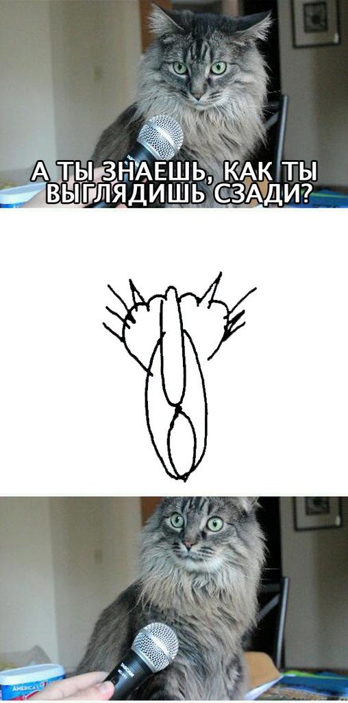 Путин рисует кота