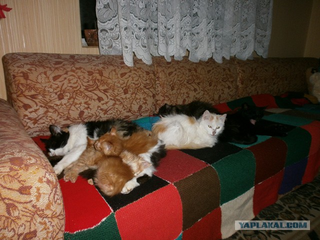 Котовторник 29.10.2013
