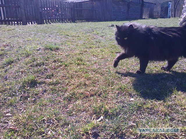 Котовторник   15.04.2014