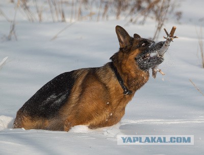 Не совсем удачные фотографии животных
