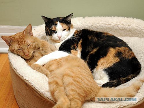 Котовторник 29.04.14.