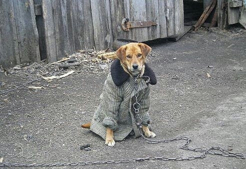 Диванные войска рвутся в бой...