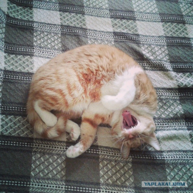 Котовторник 12.08.2014