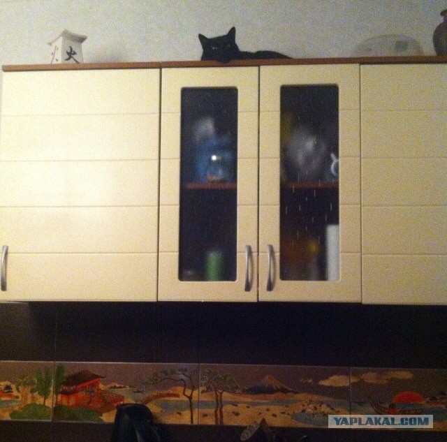 Котовторник 26.08.14.