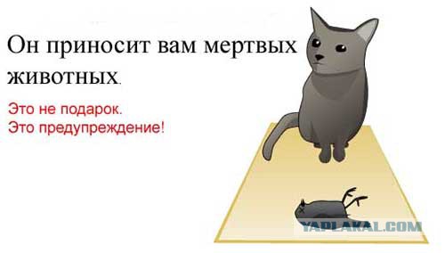 30 признаков, что ваш кот, возможно, планирует