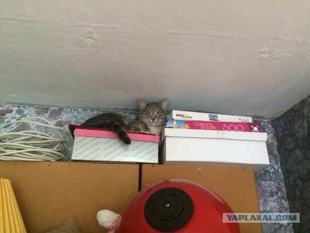 Котовторник  21.07.2015