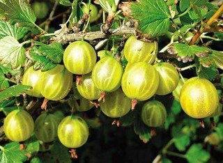 Кухня (кулинарное и околокулинарное общение)