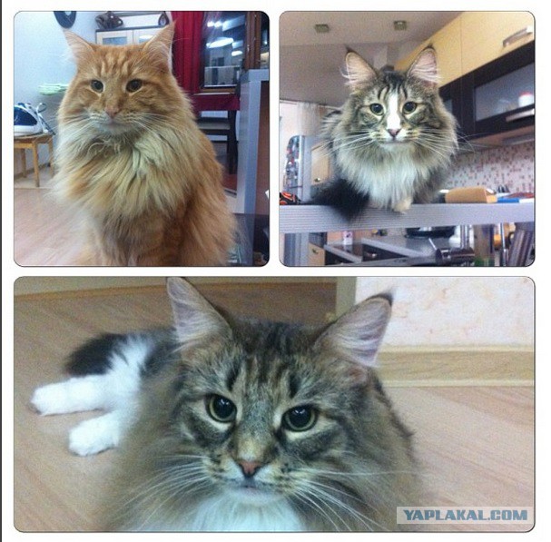 Дикий котовторник