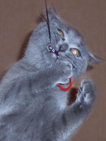 Коты, кошки, котята