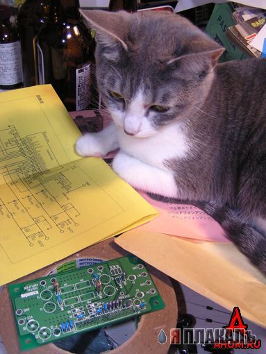 Прикольное зверье
