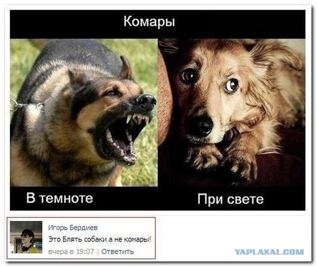 Смешные комментарии из социальных сетей