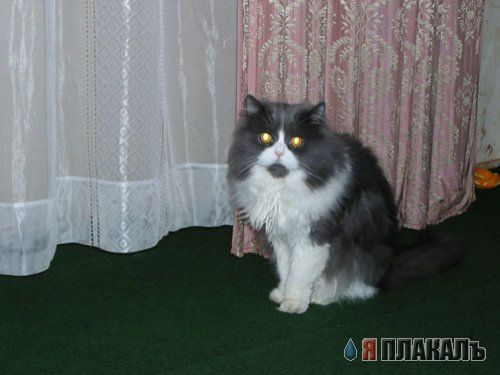 Коты, кошки, котята