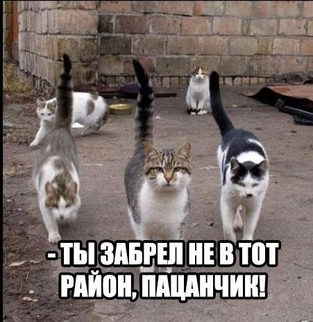 Весёлые картинки