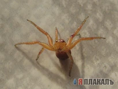 НАСЕКОМЫЕ. Мухи, бабочки, мотыльки, моль, и все летающие твари, пауки