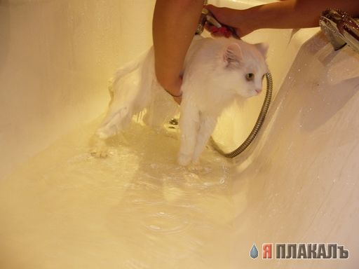 Позитивные кошаки на понедельник!