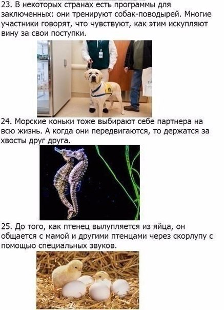 Божьи твари