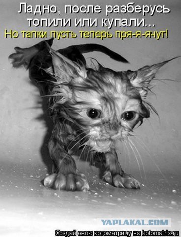 Котовторник 07.06.2016