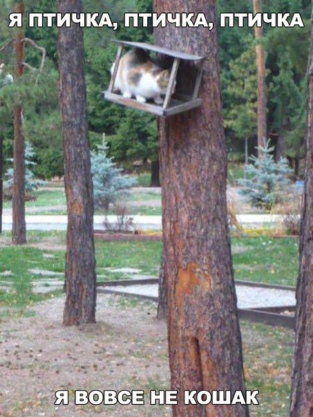 Прикольные животные