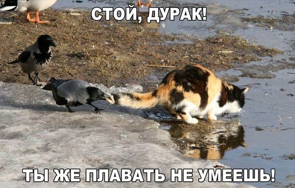 Прикольные животные