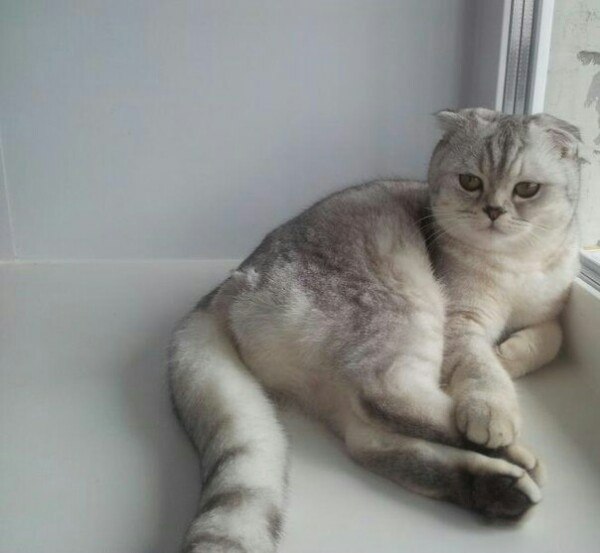 Коты и Кошки