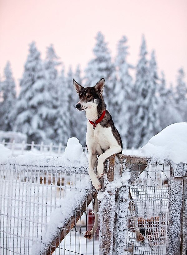 Самые смешные животные