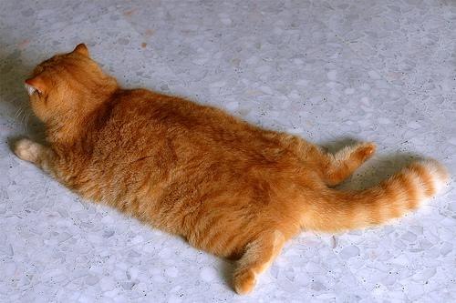 Коты и Кошки
