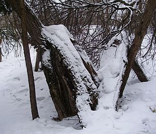Про Веру же четверть века никто ничего не знал...