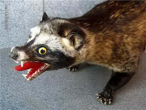 Аморальный и чёрный юмор к началу недели