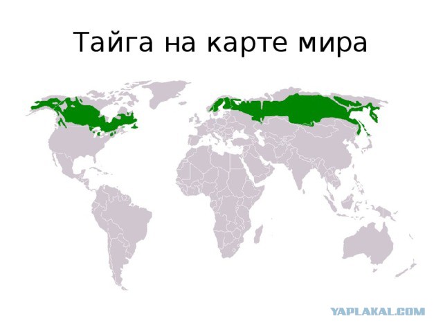 Никто не видел как умирают секвойи