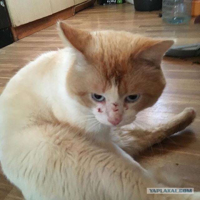 Котовторник 27.03.2018