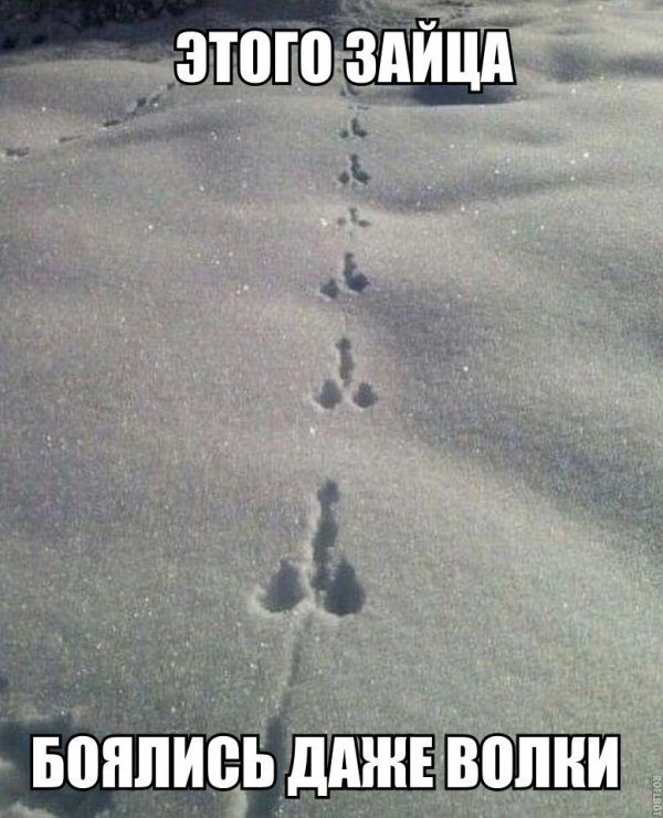 Котейка убийца зайцев
