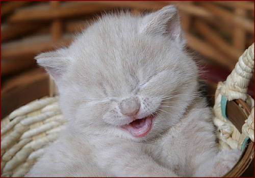 Котомет на вторник (15.04.2008)